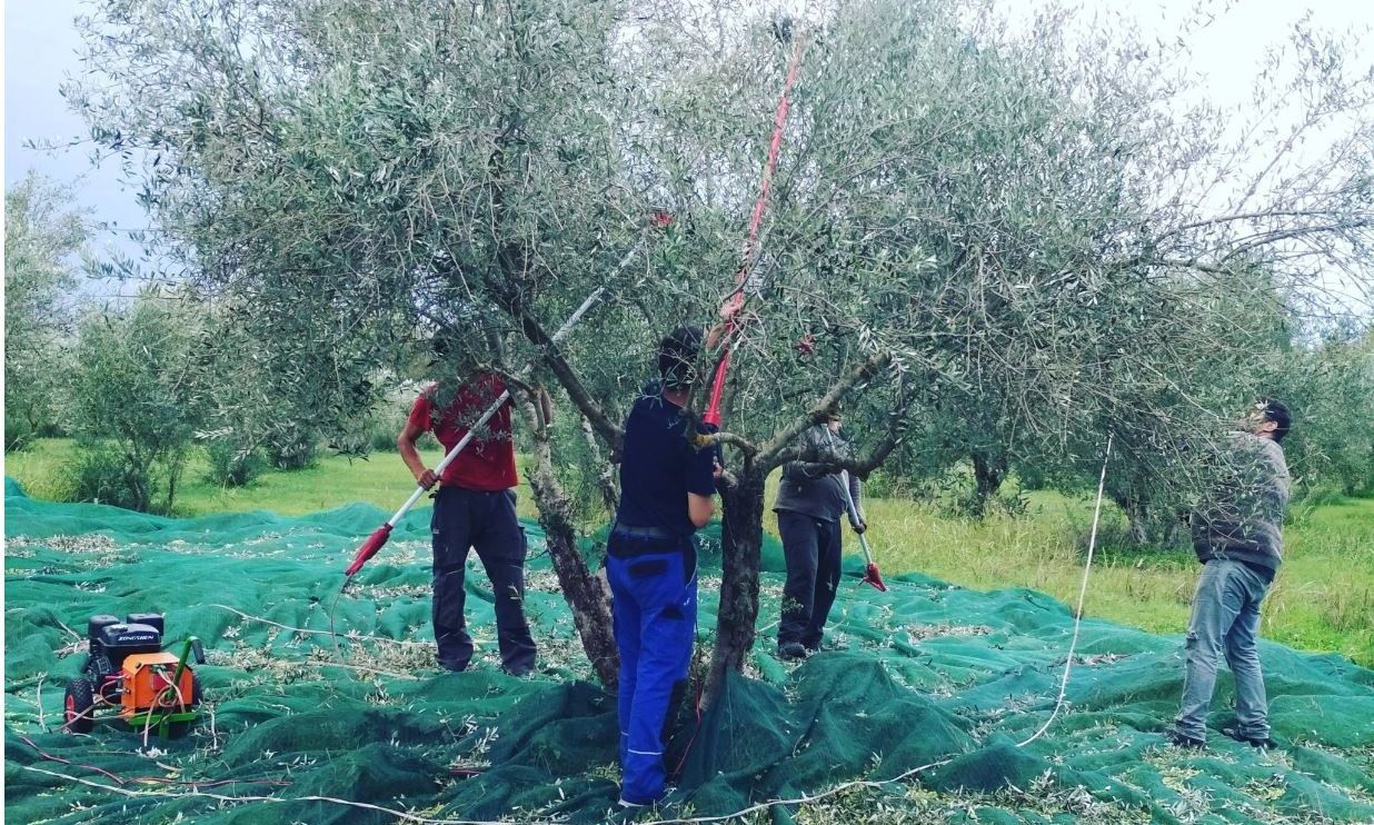 Χανιά: Πήγαν για ελιές αλλά ήταν καταζητούμενοι εγκληματίες – Εξαρθρώθηκαν δύο οργανώσεις