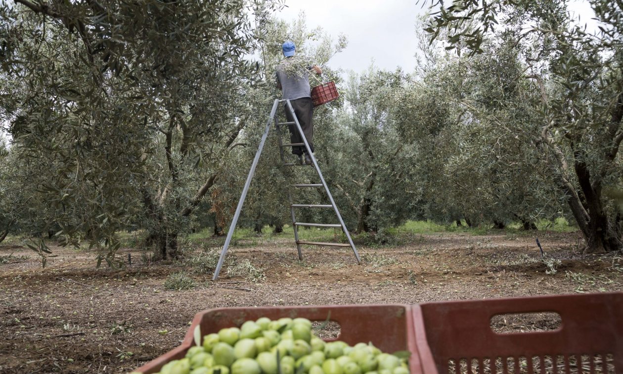 Νεοχώρι Μεσολογγίου: 12 άτομα του έκλεβαν τις ελιές από το λιοστάσι του, επί πέντε ημέρες!
