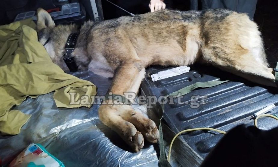Η «Καλλιστώ» και 7η ΕΜΑΚ έβγαλαν λύκο από πηγάδι