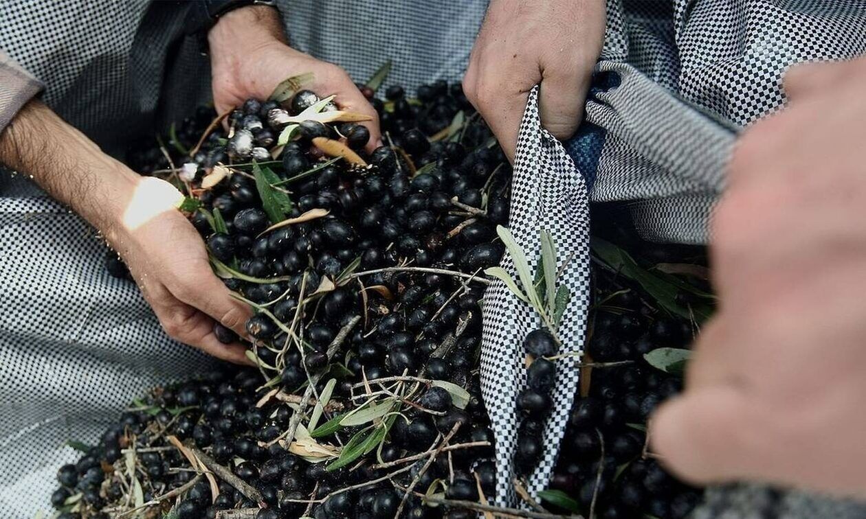Λάρισα: Άγνωστοι έκλεψαν πάνω από 2 τόνους ελιών σε δύο μέρες