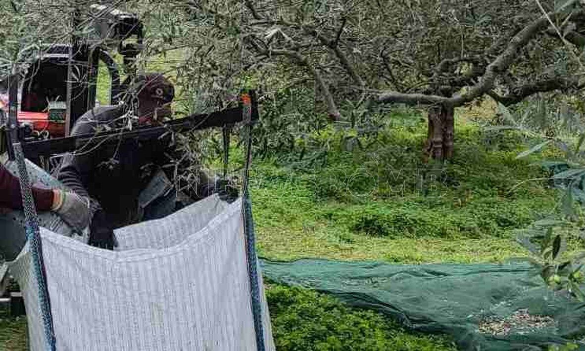 Κρήτη: Χαμός σε χωριό – Κατήγγειλε τον πατέρα του επειδή του ράβδισε τις ελιές
