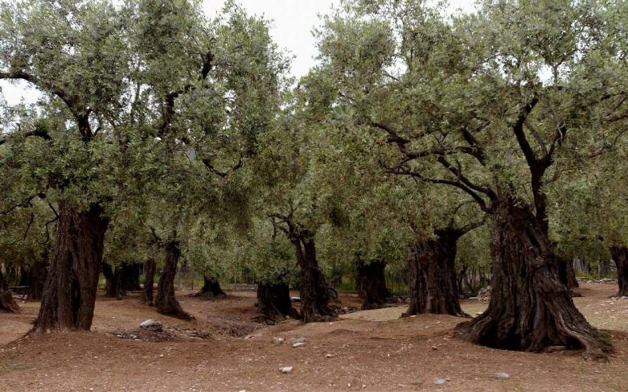 Κρήτη: Βάζουν νυχτοφύλακες για να προστατεύουν τους ελαιώνες – Μάστιγα η κλοπή ελαιοκάρπου