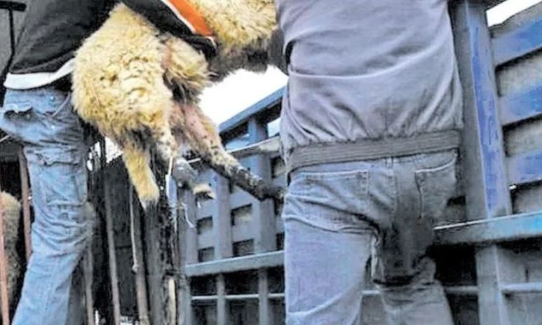 Πάτρα: Κρεοπώλης έκλεβε και σκότωνε ζώα – Στα «νυχτοπερπατήματα» και η έγκυος σύζυγός του!