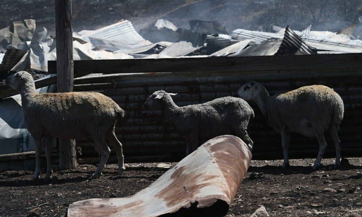 Σε «κόκκινη ζώνη» η Μαγνησία: Ευλογιά σε μονάδα με 1.500 πρόβατα στην Αγχίαλο