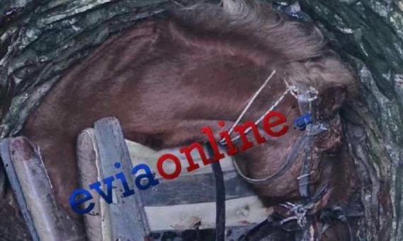 Εύβοια: Άλογο έπεσε σε πηγάδι 6 μέτρων – Απεγκλωβίστηκε με συνδρομή της Πυροσβεστικής