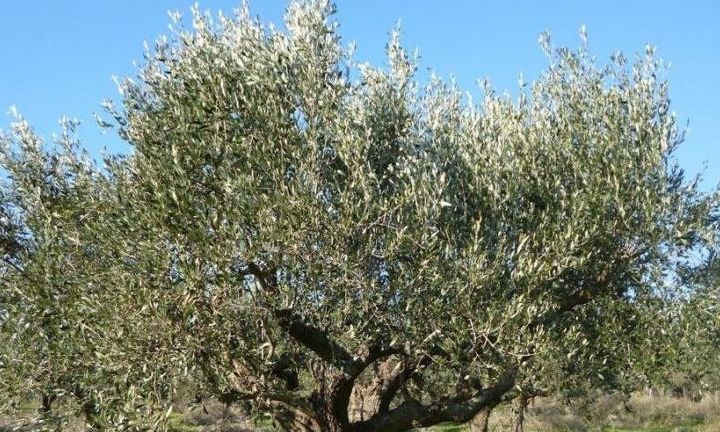 Πόσο να κλαδέψουμε την ελιά; Εδώ είναι η απάντηση του ειδικού