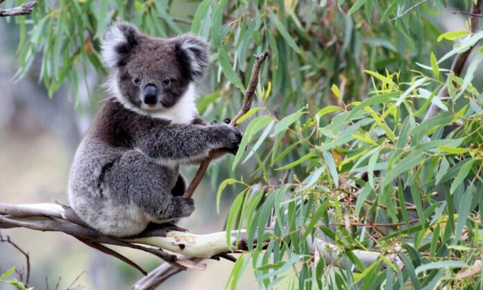 1614831-koalas-australia-wildfire.jpg