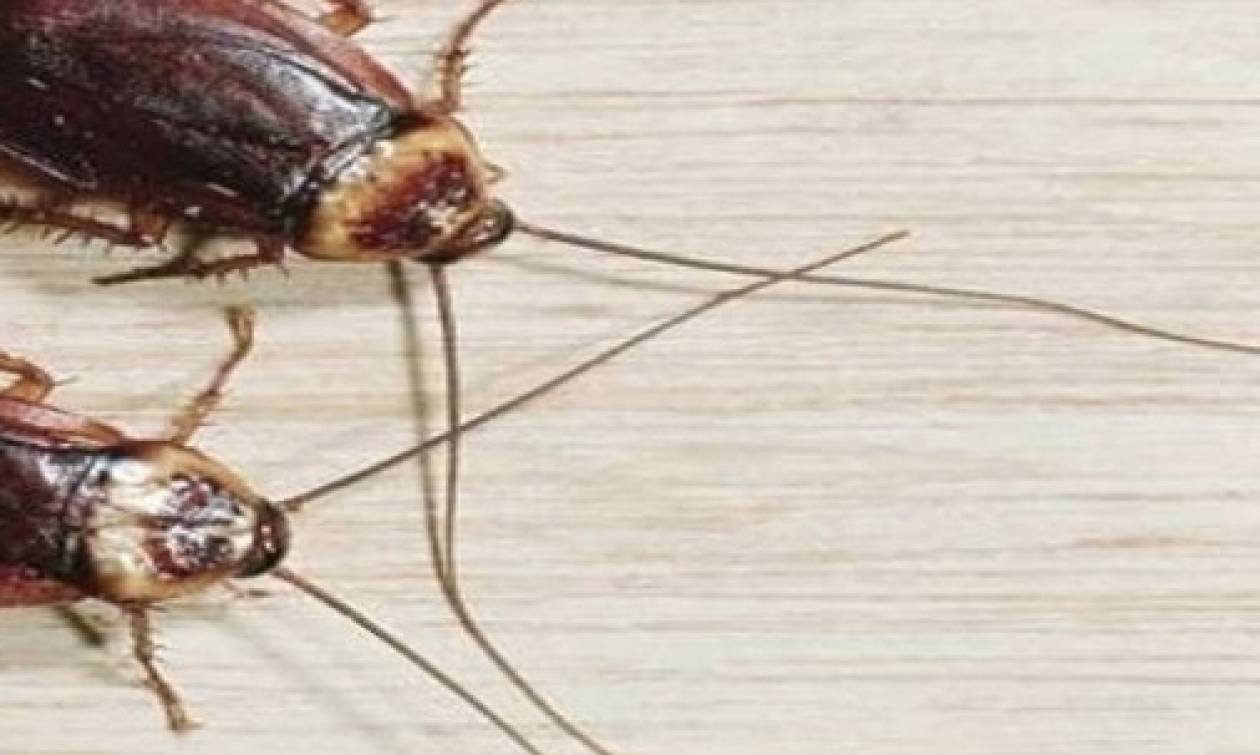 Κατσαρίδες: Με αυτό το κόλπο θα τις αποχαιρετήσετε αμέσως – Ο απόλυτος εφιάλτης τους