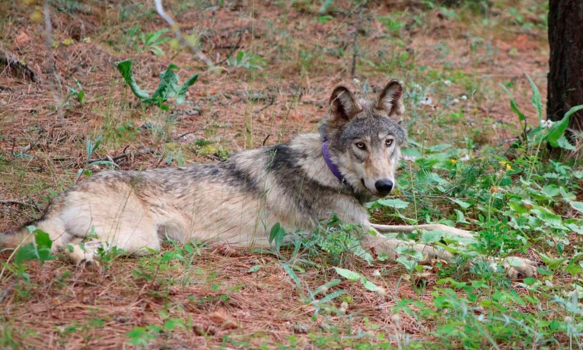 Πέθανε η Βασίλισσα των Λύκων – Η εμβληματική μονόφθαλμη 11χρονη λύκαινα