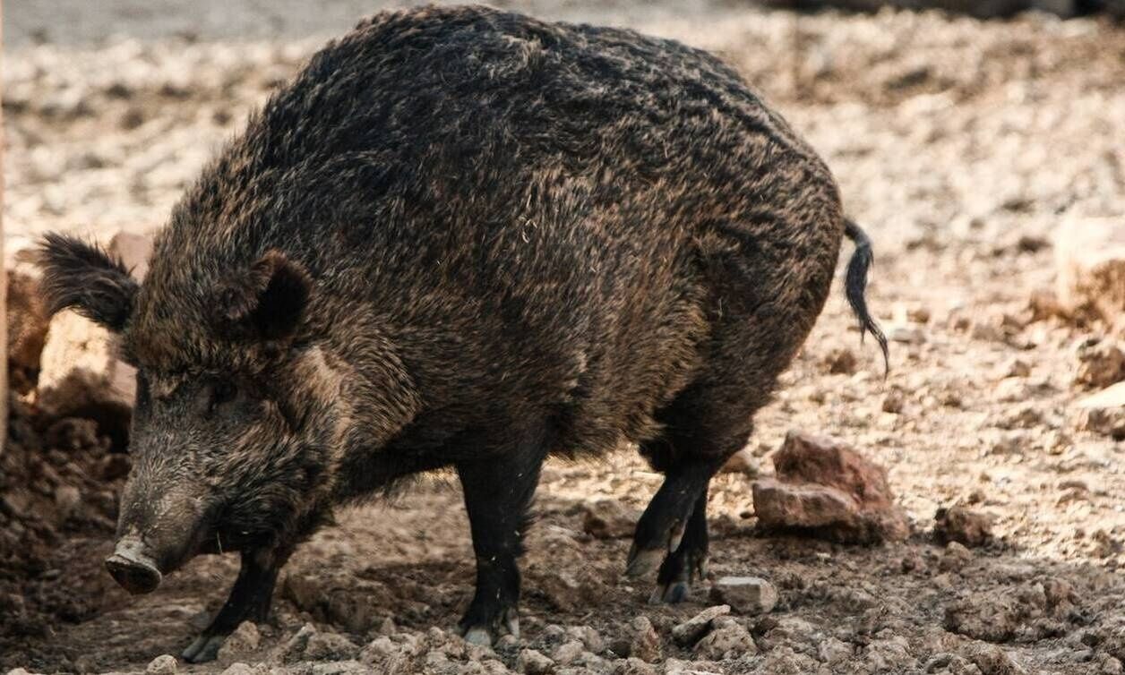 Αγριογούρουνα ξεθάβουν τους νεκρούς στη Λευκάδα – Μακάβριο θέαμα στο νεκροταφείο