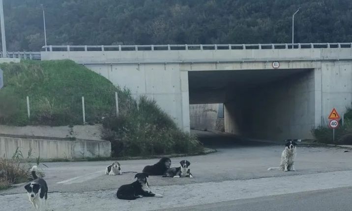 Πάτρα: Τρόμος από σκύλους σε Εγλυκάδα και Ψαθόπυργο – Ανενόχλητες οι αγέλες κατά κατοίκων