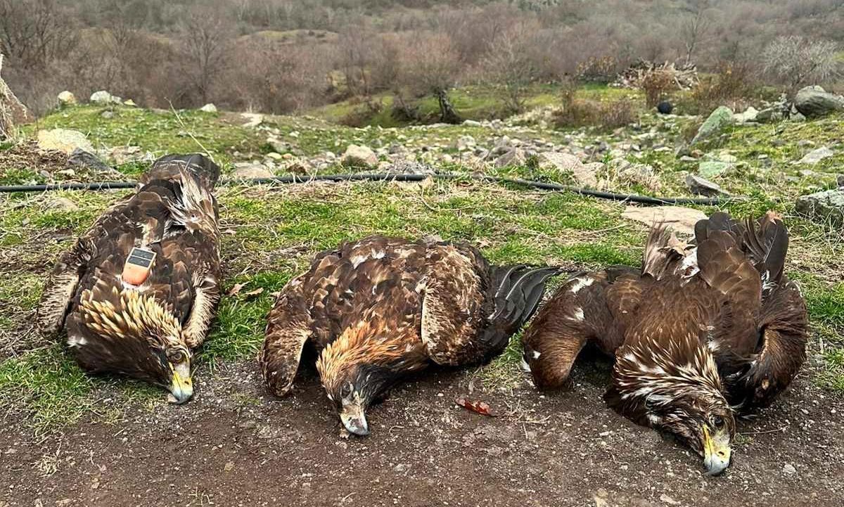 «Ξεχειλίζει» η οργή στην Ξάνθη: Σπάνιοι χρυσαετοί εντοπίσθηκαν νεκροί εντός περιοχής Natura