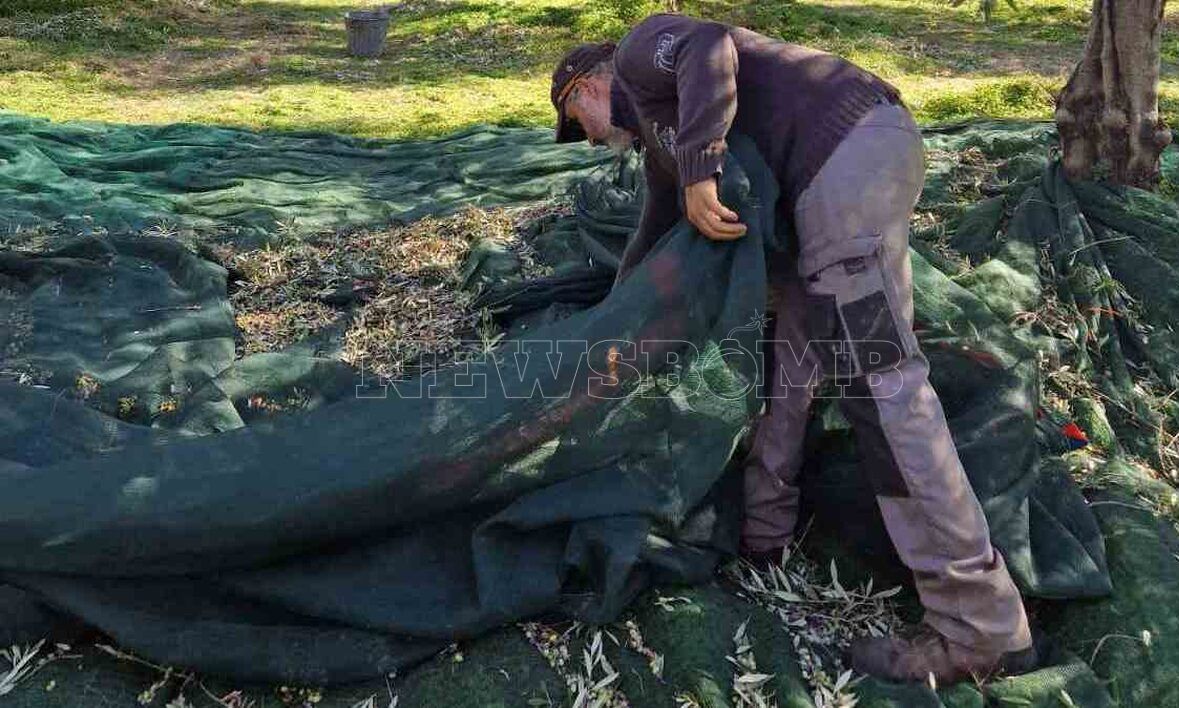 Ελαιόλαδο: Το δρομολόγιο της ακρίβειας – Γιατί το πληρώνουμε «χρυσό» – Παραγωγός εξηγεί στο Newsbomb