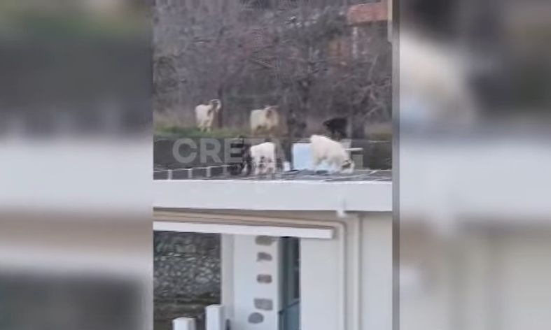 Λασίθι: Αιγοπρόβατα έκαναν «κατάληψη» σε σπίτια στο Ψυχρό