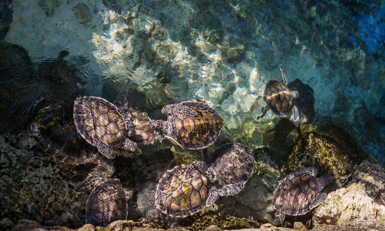 Μαζικοί θάνατοι: 400 θαλάσσιες χελώνες «Olive ridley» ξεβράστηκαν σε ακτή της Ινδίας