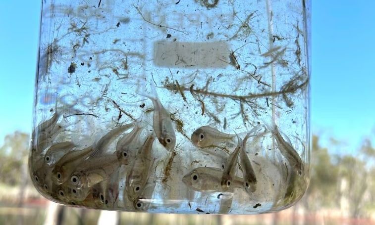 Σπάνιο ψάρι που κάποτε είχε εξαφανιστεί…. επέστρεψε