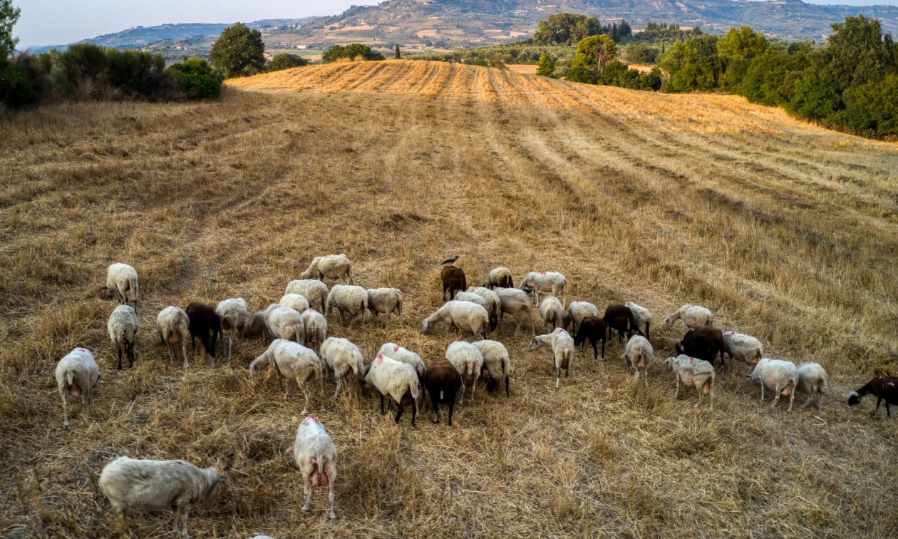 Παρατείνεται η αγωνία στον Αλμυρό: Νέο κρούσμα ευλογιάς – Προς θανάτωση 600 ζώα
