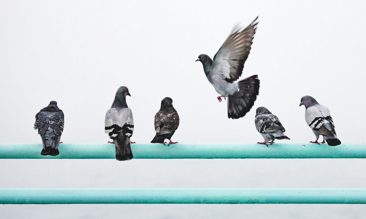 Υπουργείο Υγείας: Εγκύκλιος για τα περιστέρια μετά από καταγγελίες για υγειονομικά προβλήματα