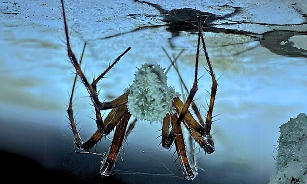 Επιστήμονες ανακάλυψαν «κρυφή επιδημία» μυκήτων που ελέγχουν το μυαλό των αραχνών