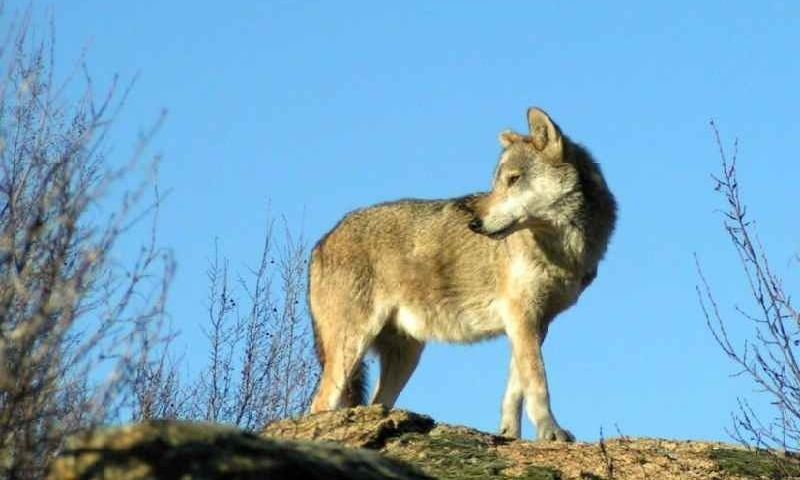 Λύκος χτυπήθηκε από αυτοκίνητο στην Πρέβεζα