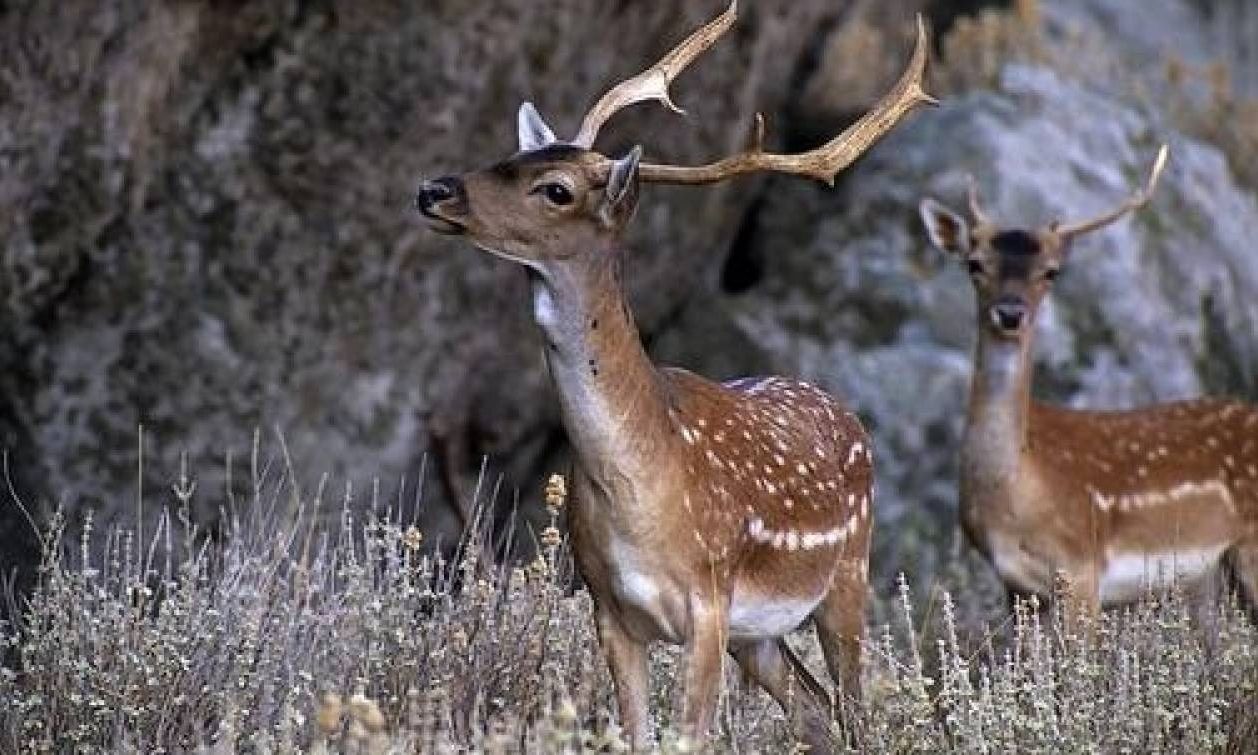 Οργή και αγανάκτηση στη Ρόδο: Εκτέλεσαν με όπλο τρία ελάφια