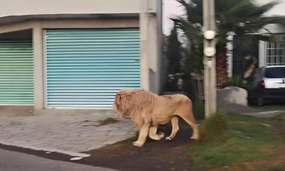 Μεξικό: Λιοντάρι έκοβε βόλτες στους δρόμους της πόλης – Σταμάτησε να περάσει αυτοκίνητο
