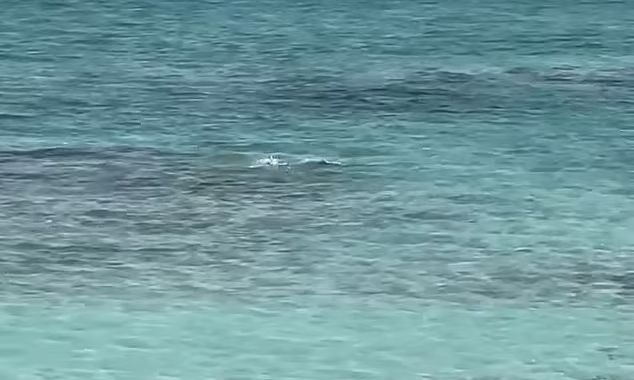 Φρίκη στην Καραϊβική: Καρχαρίας διαμέλισε τουρίστρια που προσπάθησε να τον βγάλει φωτογραφία