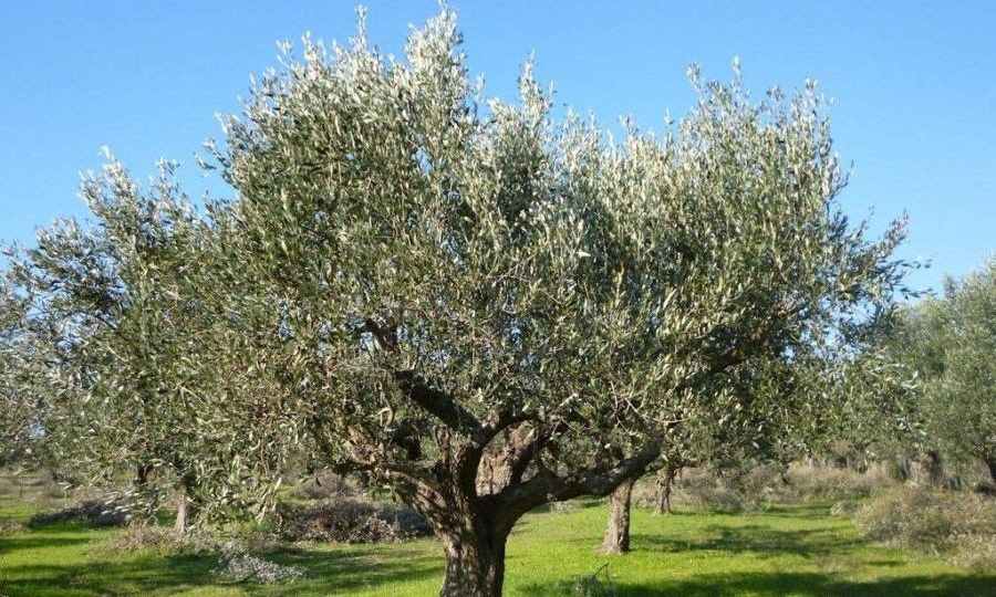 Ηράκλειο: Η δακοκτονία και η προστασία του ελαιολάδου, στο επίκεντρο συνεδρίασης στην Περιφέρεια