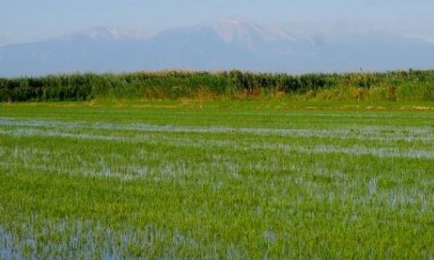 Τρίτη ευρωπαϊκή «δύναμη» η Ελλάδα στη ρυζοκαλλιέργεια – Αυξάνονται οι παραγωγοί και οι εκτάσεις