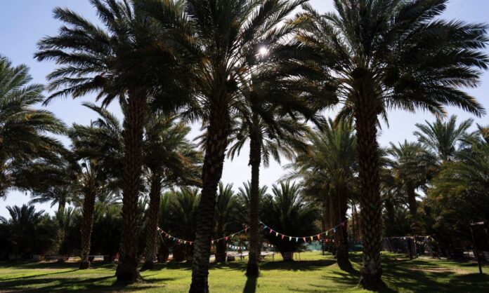 1632036-1f6c3285-palm-tree.jpg