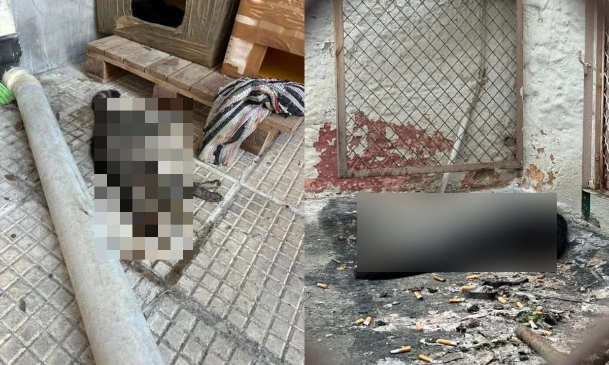Θεσσαλονίκη: Πρόστιμο 60.000 ευρώ στον άνδρα που δηλητηρίασε αδέσποτες γάτες