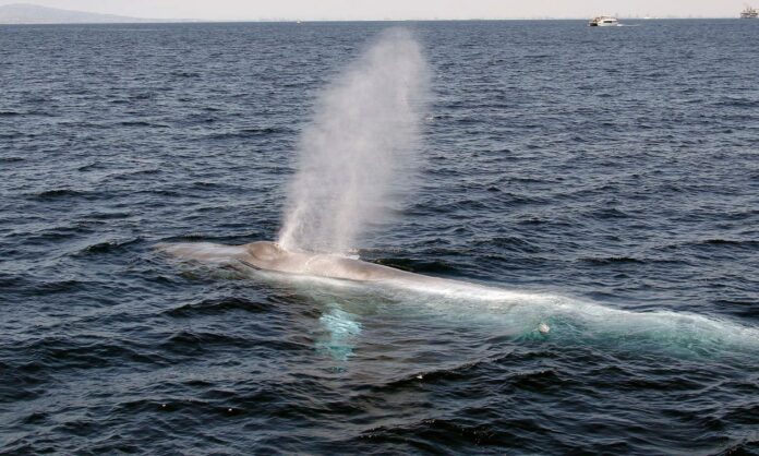 1633184-804c9762-blue-whales.jpg