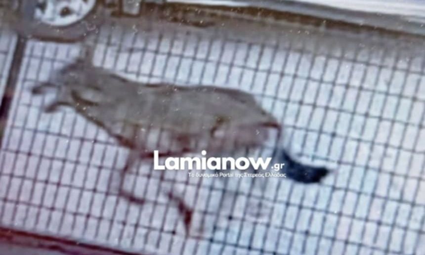 Φθιώτιδα: Λύκοι βγήκαν για… βόλτα στην Πτελέα – Τους βρήκαν οι κάτοικοι του χωριού στις αυλές τους