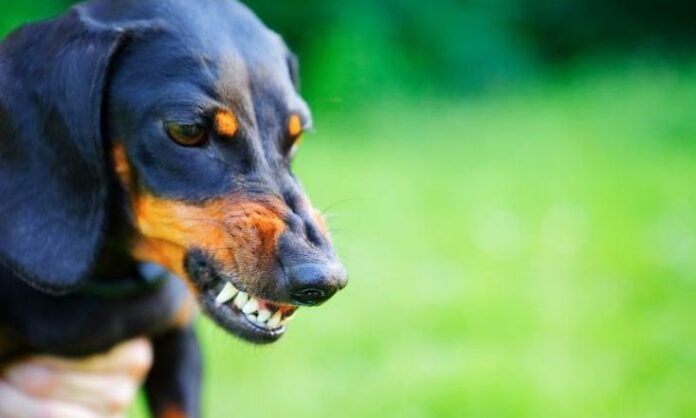 1634297-e7e73c0f-aggressive-dachshunds.jpg