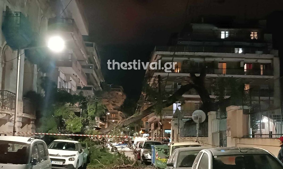 Θεσσαλονίκη: Δέντρο έπεσε και καταπλάκωσε σταθμευμένα οχήματα – Από τύχη δεν υπήρξαν τραυματίες