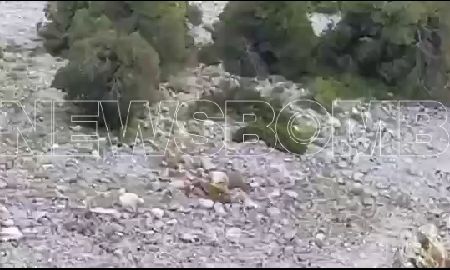 Λύκος κατασπάραξε ελάφι στην Πάρνηθα – Δείτε βίντεο