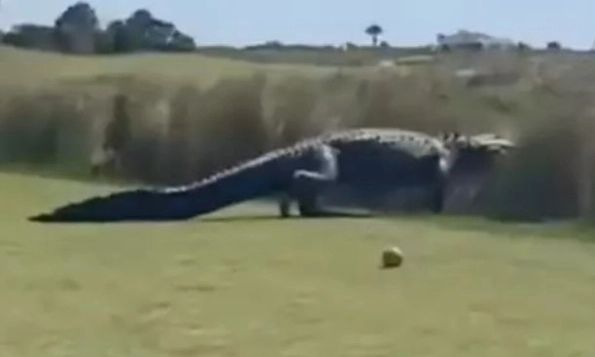 Σκηνή από ταινία τρόμου: Γιγαντιαίος αλιγάτορας διακόπτει παιχνίδι γκολφ στις ΗΠΑ