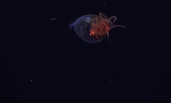 Κολοσσιαίο καλαμάρι κατάγραφηκε σε βίντεο για πρώτη φορά, στα βάθη της Ανταρκτικής