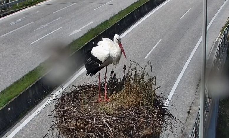 Επέστρεψε στη φωλιά του ο λευκοπελαργός της Εγνατίας – Βίντεο