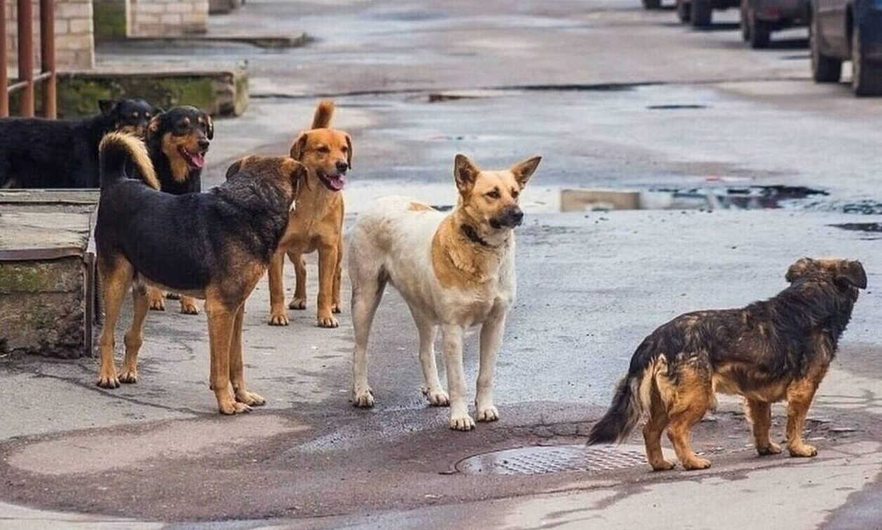 Πάτρα: Νέα επίθεση από αδέσποτα στην Παραλία – Τραυματίστηκε νεαρός