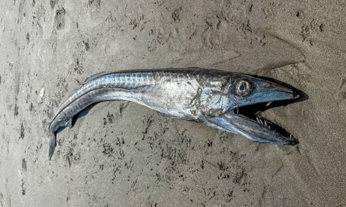 ΗΠΑ: Απόκοσμο ψάρι από τα βάθη του ωκεανού ξεβράστηκε στην ακτή