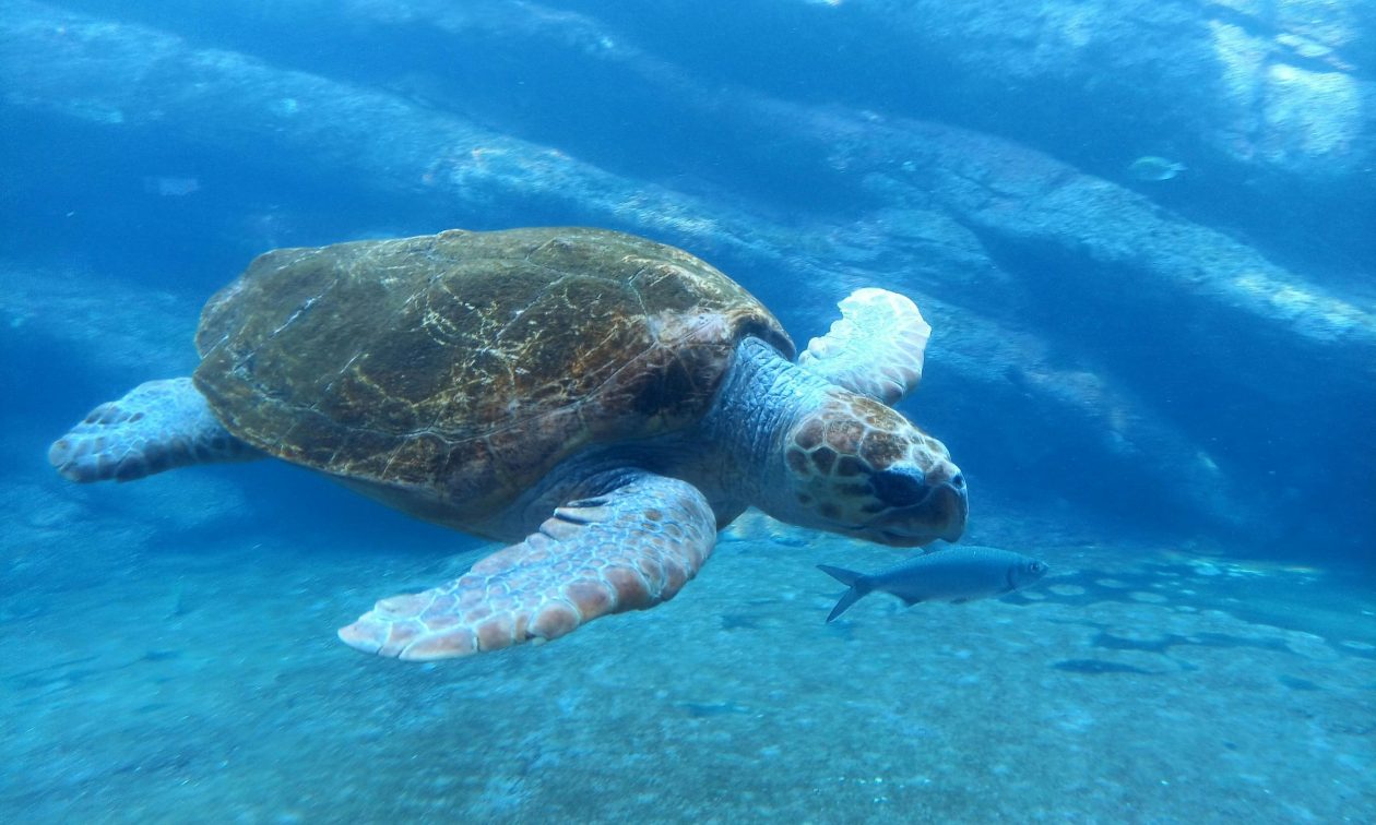 Caretta caretta: Προσπάθειες για να σωθεί η περίοδος ωοτοκίας για τη θαλάσσια χελώνα στο Ρέθυμνο