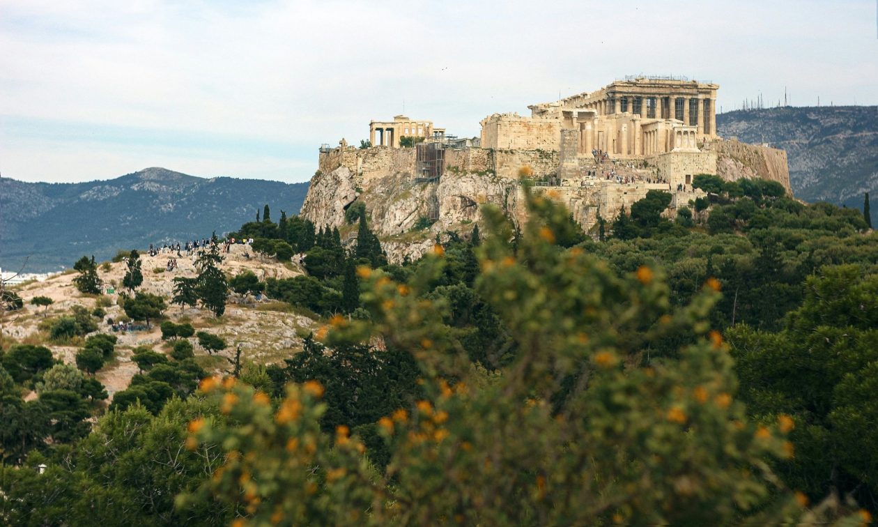 Micromeria Αcropolitana: Το σπάνιο λουλούδι που φυτρώνει μόνο στην Ακρόπολη