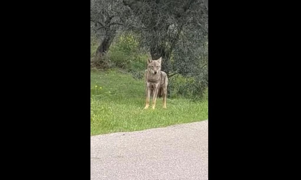 Χαλκίδα: Περαστικός αντίκρυσε λύκο – Βίντεο