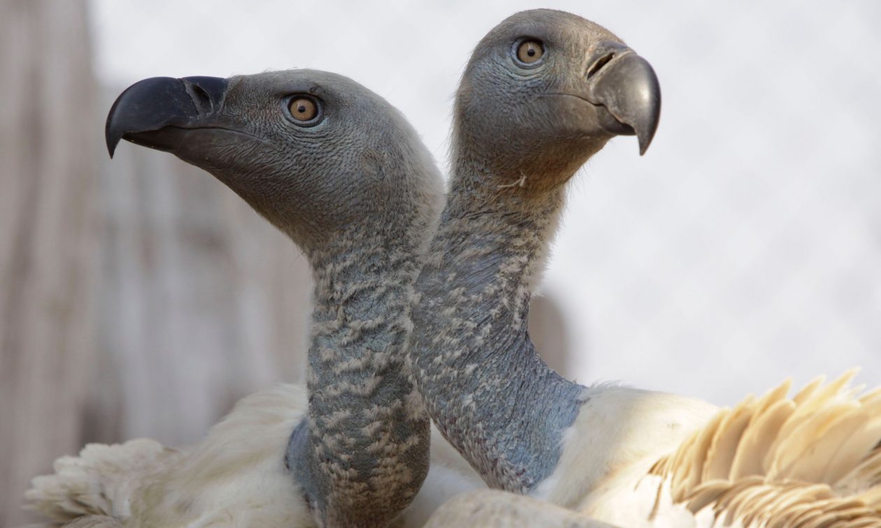 Νότια Αφρική: Τουλάχιστον 123 γύπες πέθαναν από δηλητηρίαση – Έφαγαν σορό ελέφαντα