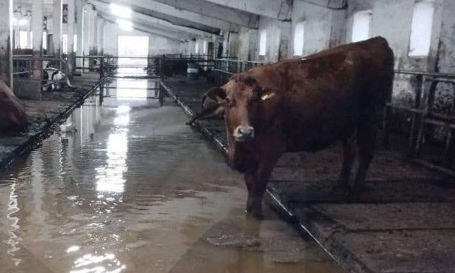 Ανεμοστρόβιλος σάρωσε αγρόκτημα στις ΗΠΑ – Νεκρές αγελάδες
