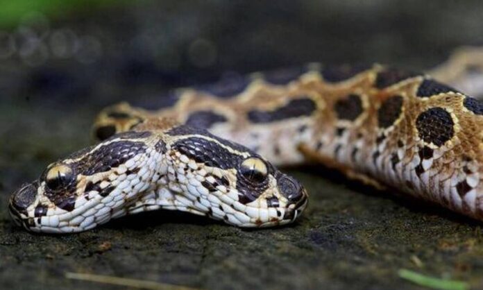 1649491-snake.jpg