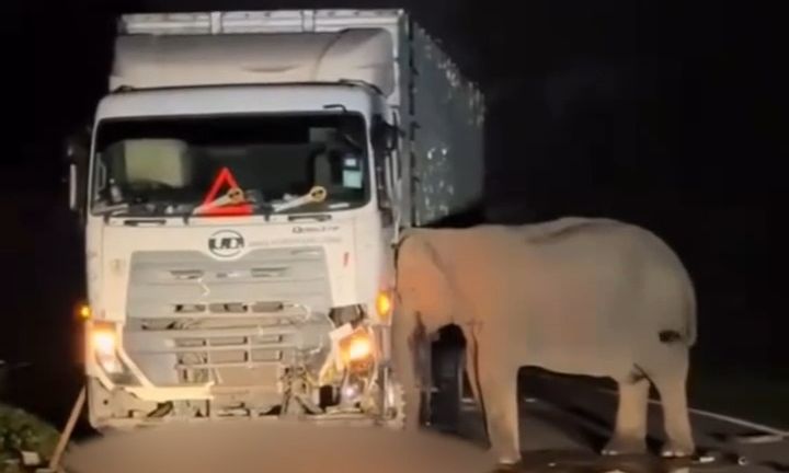Μαλαισία: Νεκρό ελεφαντάκι κάτω από φορτηγό – 5 ώρες η μητέρα του προσπαθεί να το σώσει