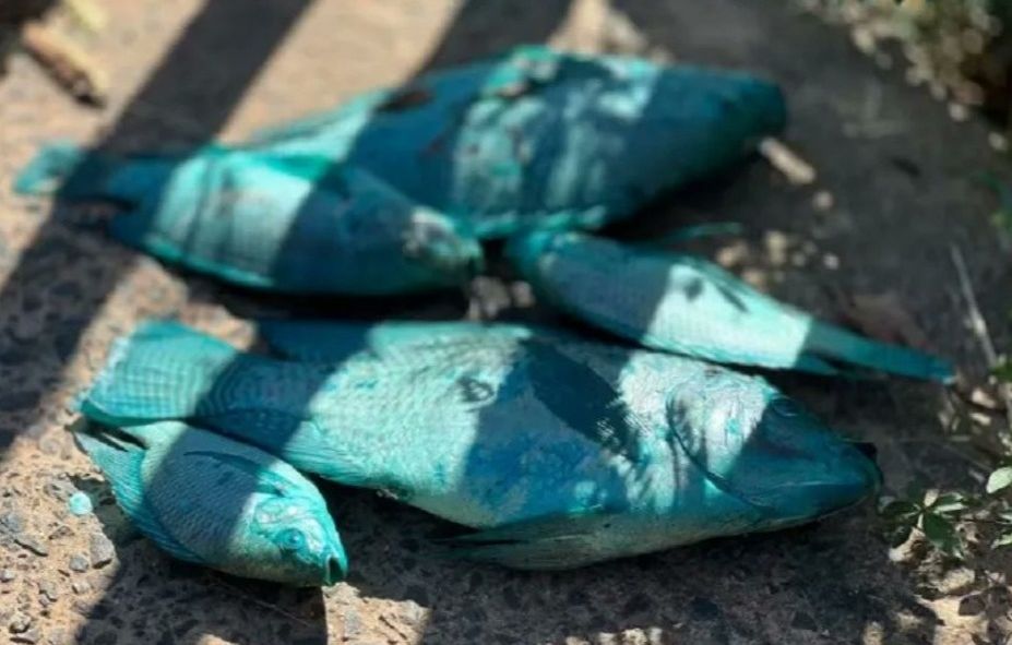 Μπλε ζώα στη Βραζιλία; Δεν πρόκειται για τεχνητή νοημοσύνη, αλλά για χημική καταστροφή – Βίντεο