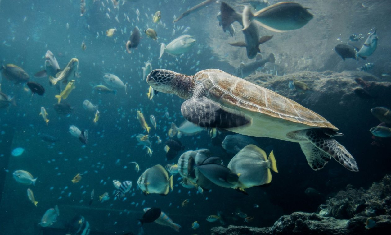 Χανιά: Σκότωσαν και διαμέλισαν χελώνα caretta-caretta επειδή τη θεωρούσαν… επιθετική